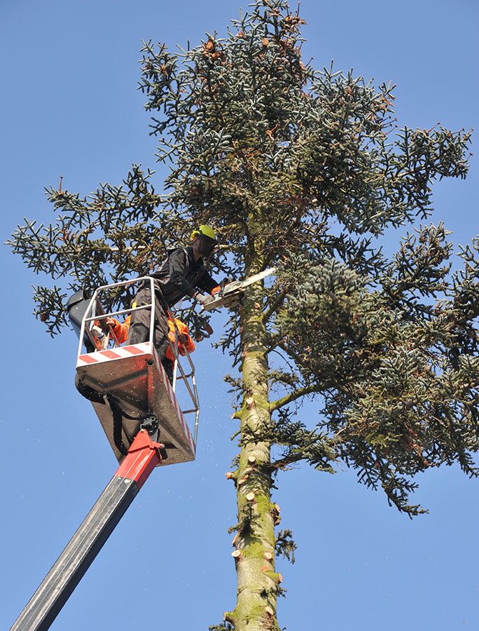 Baumdienst Baake - Baumpflege und Baumfällungen Baumdienst Baake - Baumpflege und Baumfällungen